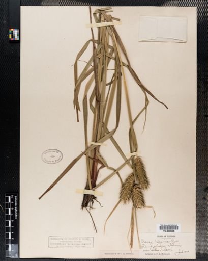 Carex lupulina