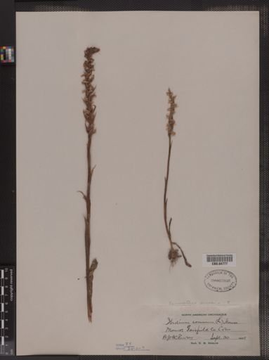 Spiranthes cernua
