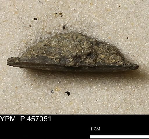 Stropheodonta sp.
