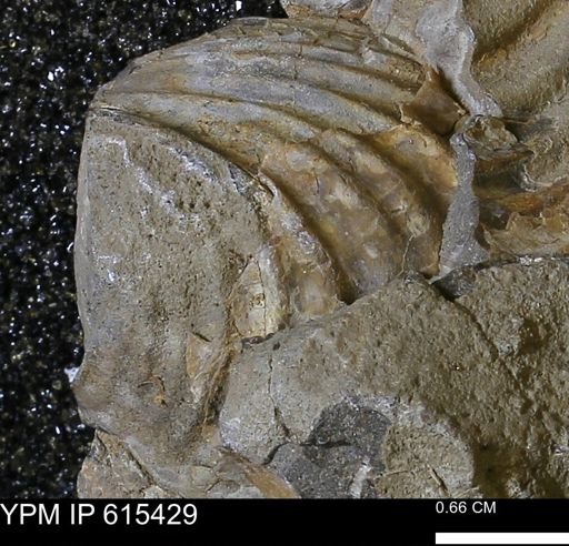 Inoceramus sp.