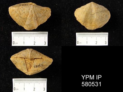 Orthospirifer sp.
