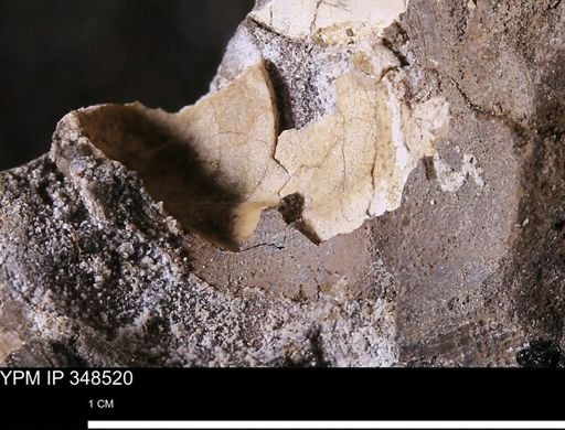 undet. Mollusca