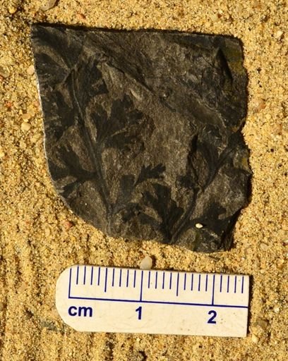 Sphenopteris concinna