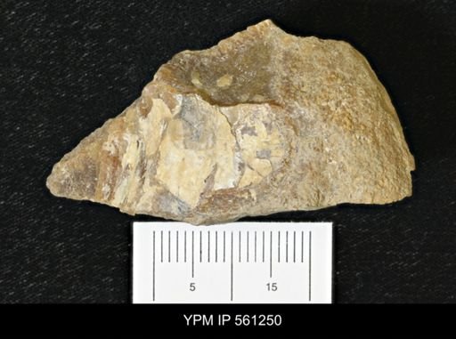Inoceramus sp.