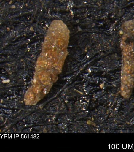 Verneuilinoides hectori