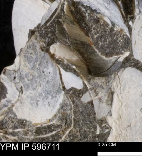 Protocardia sp.
