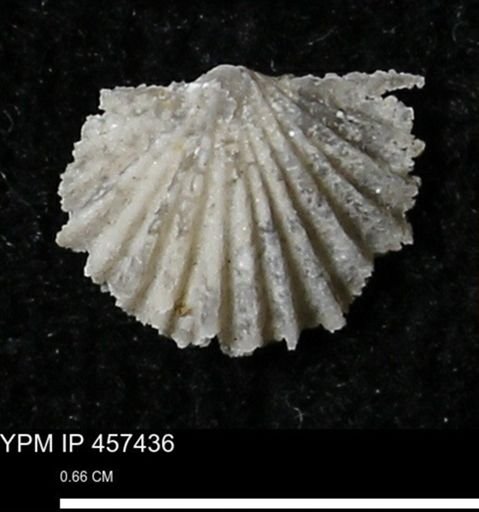 Stropheodonta sp.