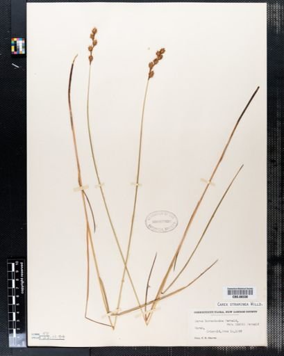 Carex straminea