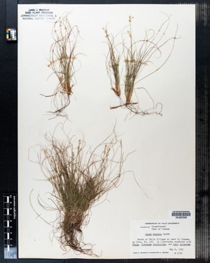 Carex eburnea