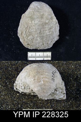 Echinoconchus moorei