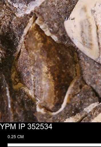 undet. Mollusca