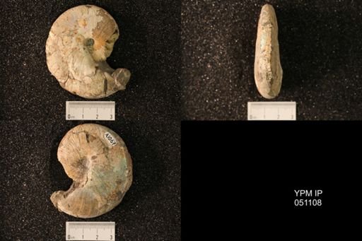 Hoploscaphites nicolletii