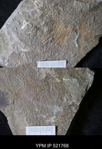 undet. Arthropoda