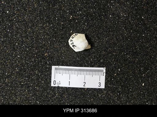 Cymbophora warrenana