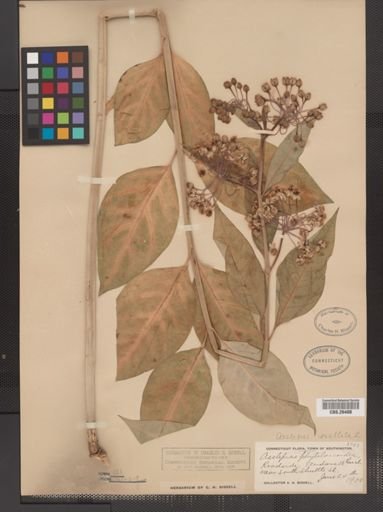 Asclepias exaltata