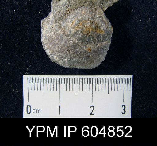 Buxtonia?