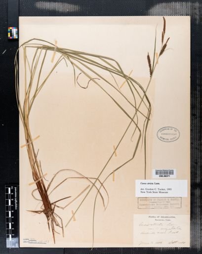 Carex stricta