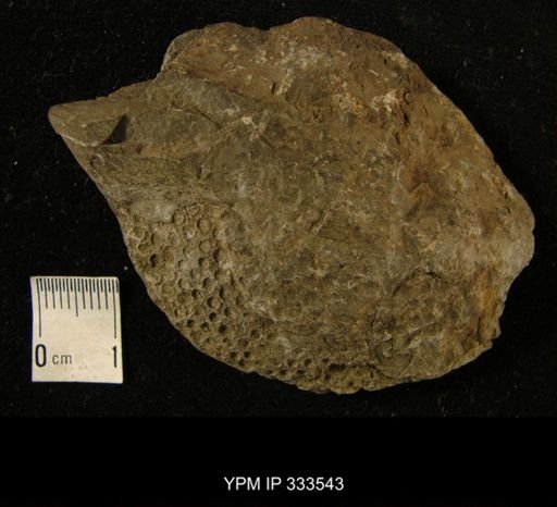 Propora
