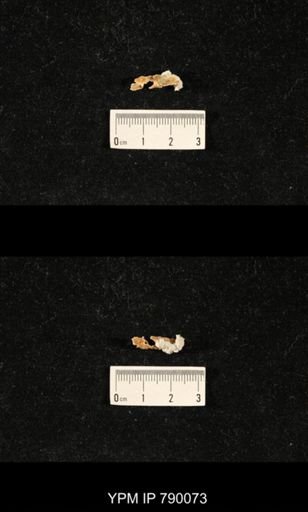undet. Celyphiidae