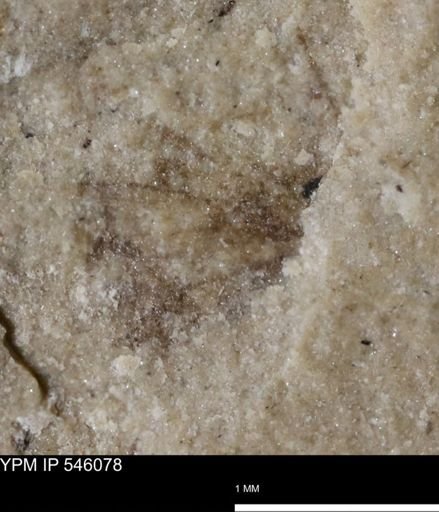 undet. Insecta
