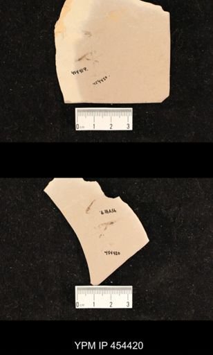 undet. Diptera