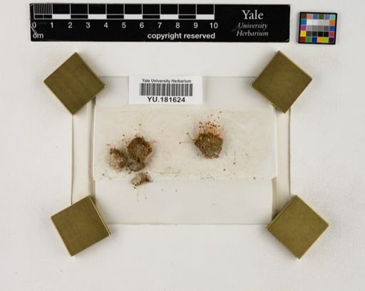 Plantae
