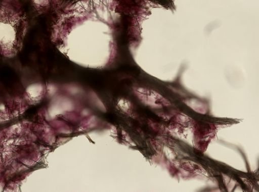Niphates erecta