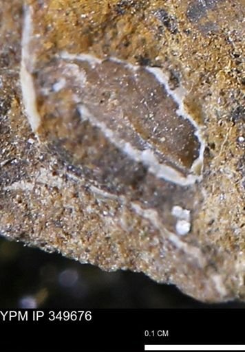 undet. Mollusca