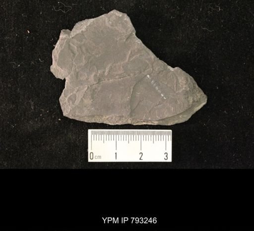 Mormolucoides articulatus