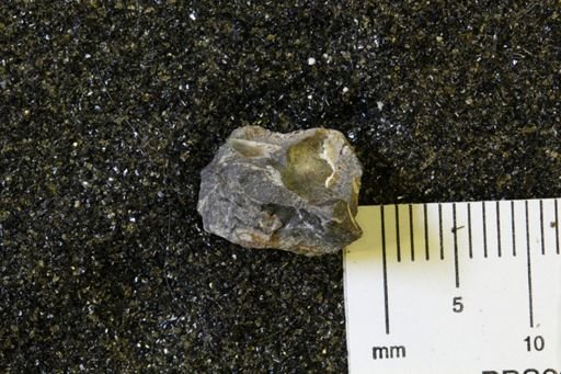 undet. Gastropoda