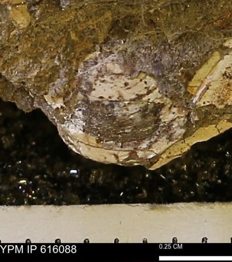 undet. Bivalvia