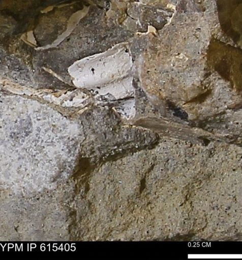 undet. Mollusca
