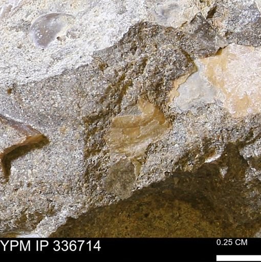 undet. Ammonoidea