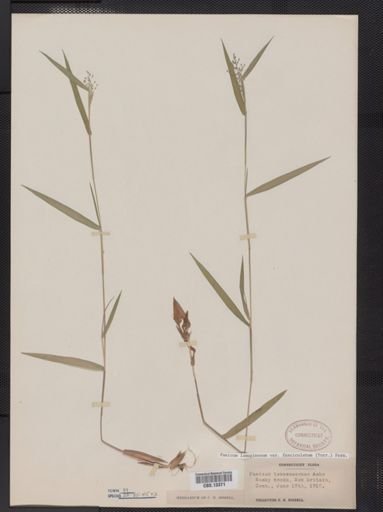 Panicum lanuginosum