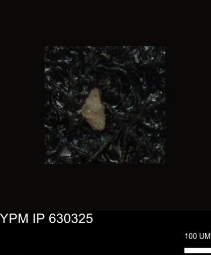 undet. Foraminiferida