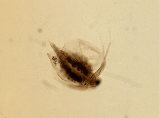 Daphnia