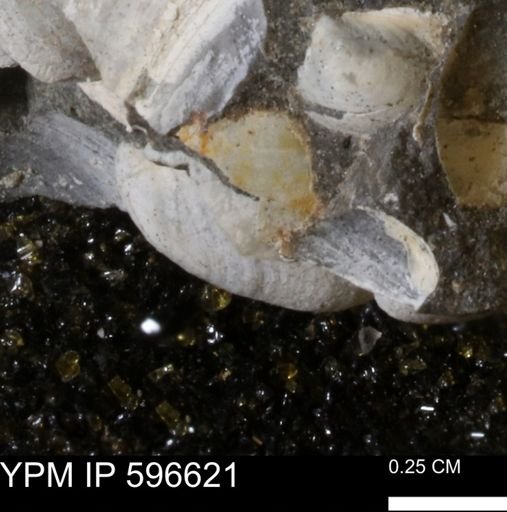 Limopsis striatopunctatus