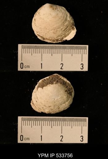 Macoma groenlandica