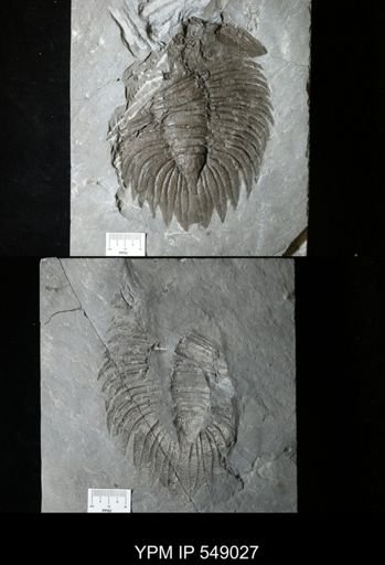 Arctinurus sp.