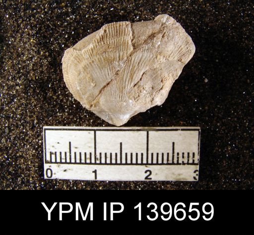 Derbya sp.