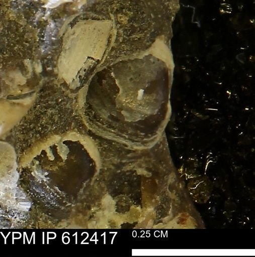 Protocardia subquadrata