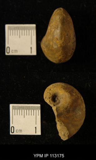 Sinuitopsis sp.