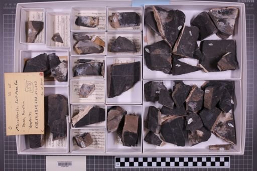 mixed taxa, stratigraphic collection