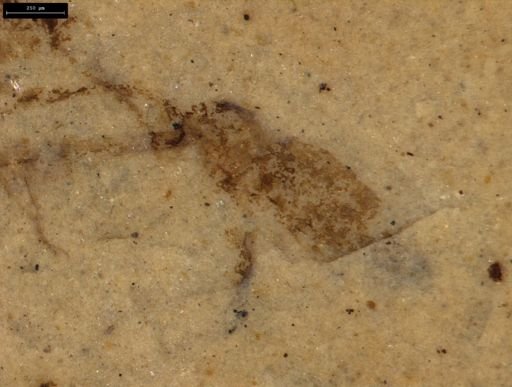 Coleoptera?