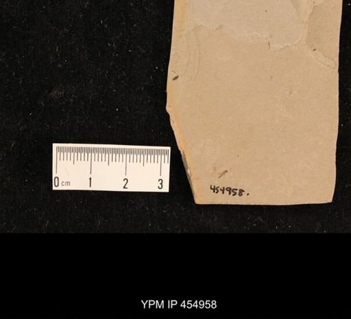 undet. Diptera