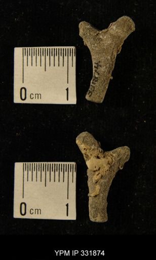 undet. Bryozoa