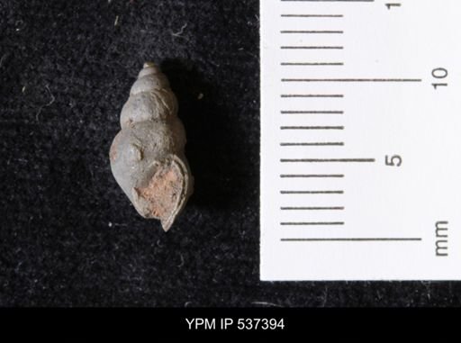 Goniobasis ortmanni
