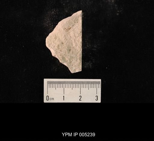 Lemmatophora minuta