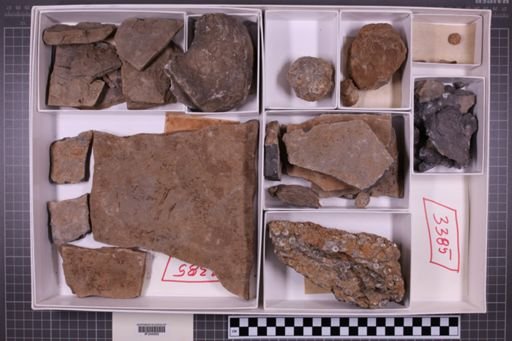 mixed taxa, stratigraphic collection