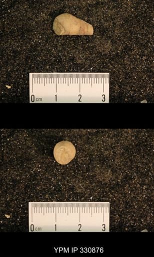 Meekospira peracuta choctawensis